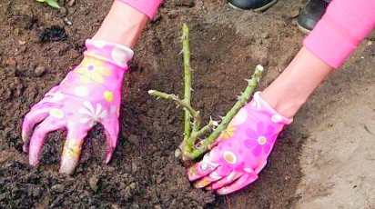 Преимущества и особенности осенней посадки роз – секреты приживаемости