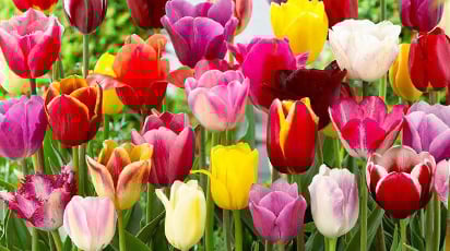 Секреты выращивания прекрасных тюльпанов