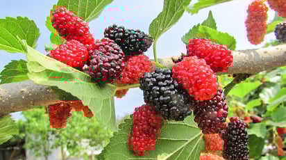 Шелковица — посадка и уход за деревом для ленивых