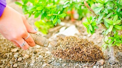 Шпаргалка для дачника: список растений, которые нужно удобрять в августе