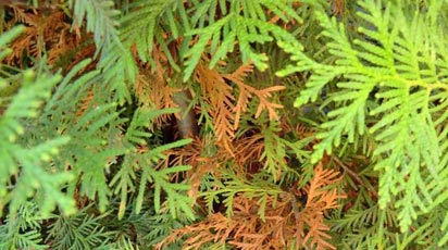 Солнечные ожоги у хвойных - что делать и как бороться