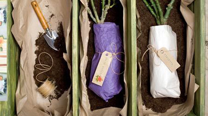 Современная упаковка и хранение саженцев в интернет-магазине Беккер