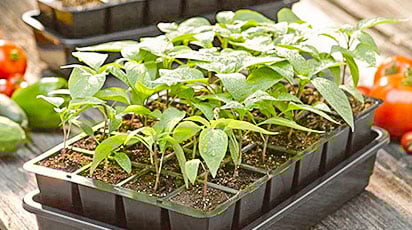 Способы стратификации семян – дома и на дачном участке