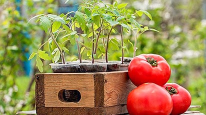 Сроки посева овощных культур в разных регионах России