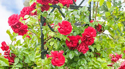 Суперсредства для защиты роз от ржавчины, мучнистой росы и пятнистости