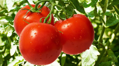 Томаты – от посева на рассаду до высадки в открытый грунт