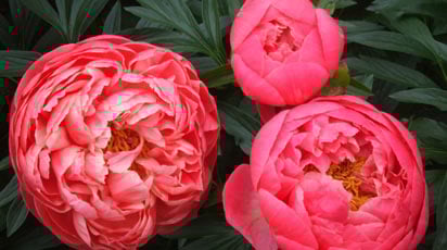 Тонкости посадки и ухода за пионами. Как заставить пион цвести