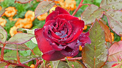 Топ 13 полезных советов при подготовке роз к зиме