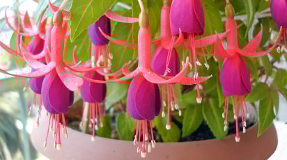 ТОП-8 комнатных растений, цветущих летом