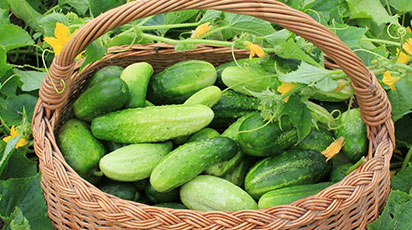 Учимся отбирать семена по-новому