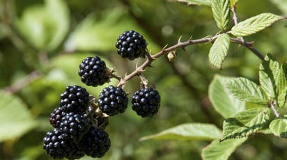 Уход за ежевикой весной: 6 задач, которые нужно выполнить