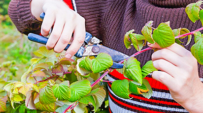 Уход за малиной и смородиной после плодоношения