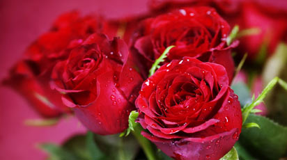 Укрощение строптивых – какие сорта роз выбрать начинающему цветоводу