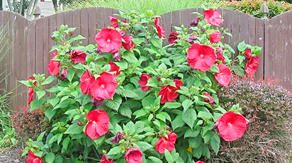 Укрываем гибискус от холодов: секреты садовых экспертов - Беккер Укрываем гибискус от холодов: секреты садовых экспертов