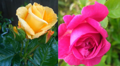 В гостях у покупателя: авторский сад Марины Ивановны Грищенко