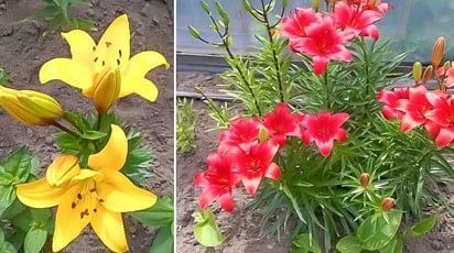 В гостях у покупателя: чудесный сад Екатерины Белявской