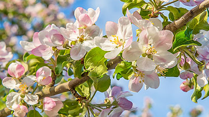 Весенняя подкормка плодовых деревьев и кустарников по месяцам