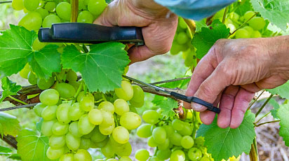 Виноград в июле: 3 важных процедуры ухода за виноградом
