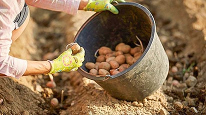 Восемь секретов выращивания картофеля – даешь урожай!