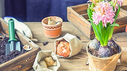 Выгонка гиацинтов к Новому году: готовьте душистый букет с осени! - Беккер Выгонка гиацинтов к Новому году: готовьте душистый букет с осени!