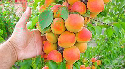 Маленькие да удаленькие. Выращивание колоновидных деревьев