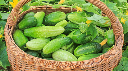 Выращивание огурцов на маленькой площади