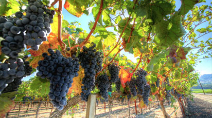 Выращивание винограда разных сортов