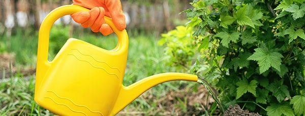 Как быстро подкормить деревья и кустарники – лайфхаки для здорового сада