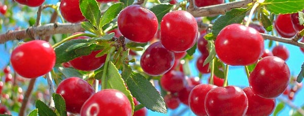 Какую вишню посадить в саду – свежая подборка популярных сортов