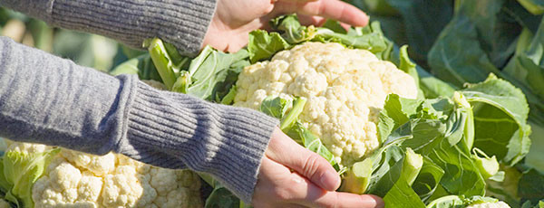 Календарь осени: пять работ в саду и огороде в октябре