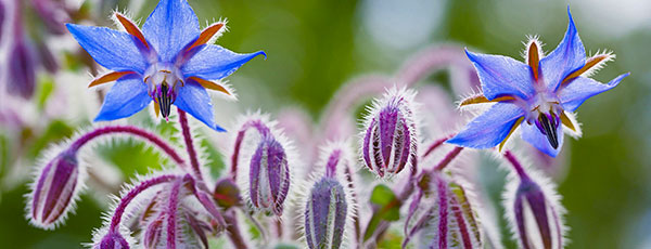 Когда сажать зелень – запускаем пряный конвейер