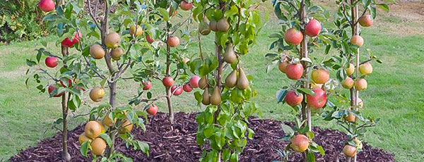 Колоновидные саженцы плодовых деревьев – находка для маленького сада