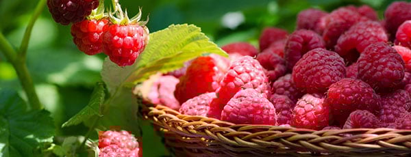 Малиновое изобилие – выбор сорта и посадка малины осенью