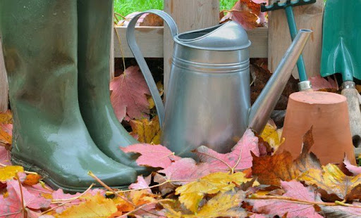 Не откладывая на завтра. Работы в саду в ноябре