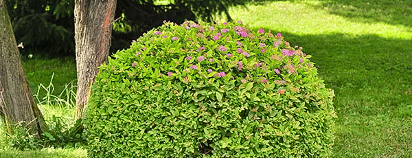 Обрезка и формирование спиреи - ничего сложного