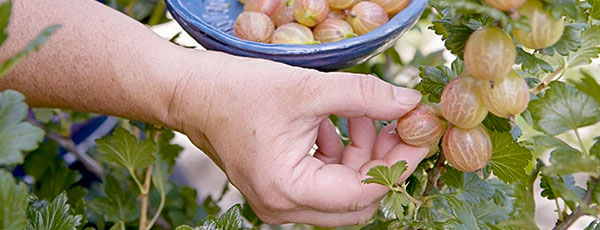Обрезка крыжовника осенью – режем смело и уверенно