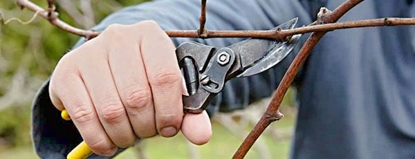 Обрезка винограда осенью – только для взрослых