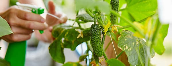 Огород в городе: как вырастить огурцы дома