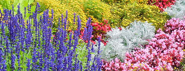 Передержка многолетников: как сохранить драгоценные растения до тепла