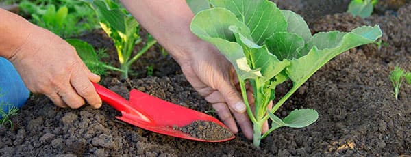 План работ в саду и огороде на май: подробный список работ