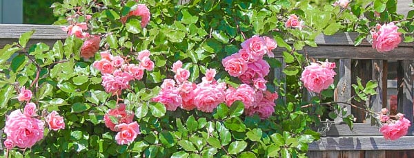 Плетистая роза – уход и обрезка по правилам