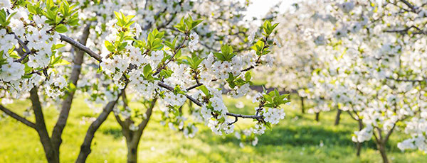 Подкормка яблонь весной – сколько, чем и как удобрять деревья