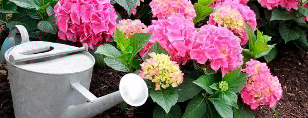 Посадка гортензии осенью: важные моменты