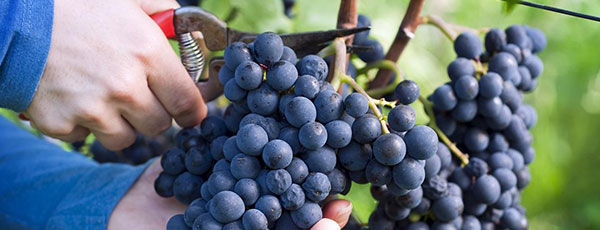 Как правильно обрезать виноград осенью: мастер-класс и секреты
