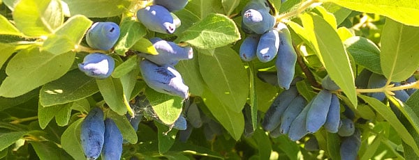 Посадка жимолости весной – секреты выращивания вкусной синеплодки