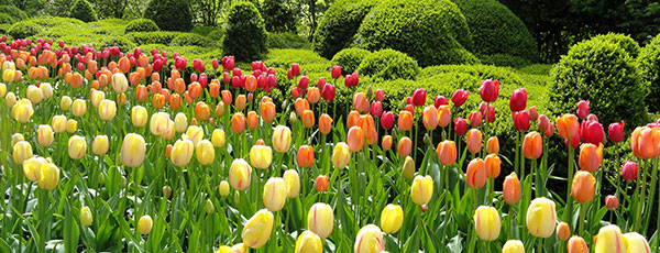 Посадка луковичных цветов осенью — универсальные правила