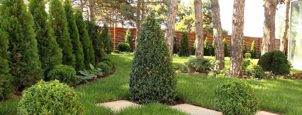 Поселите хвойники в саду – посадка туи, сосны, пихты, можжевельника осенью