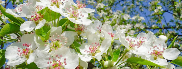 Правильная посадка и уход за грушами весной