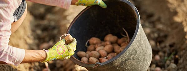 Ранний картофель: легко, много, вкусно!