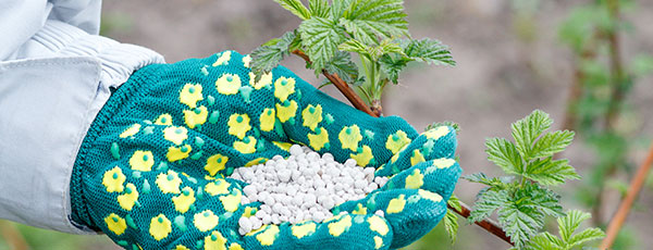 Ремонтантная малина осенью – конфетки с ветки